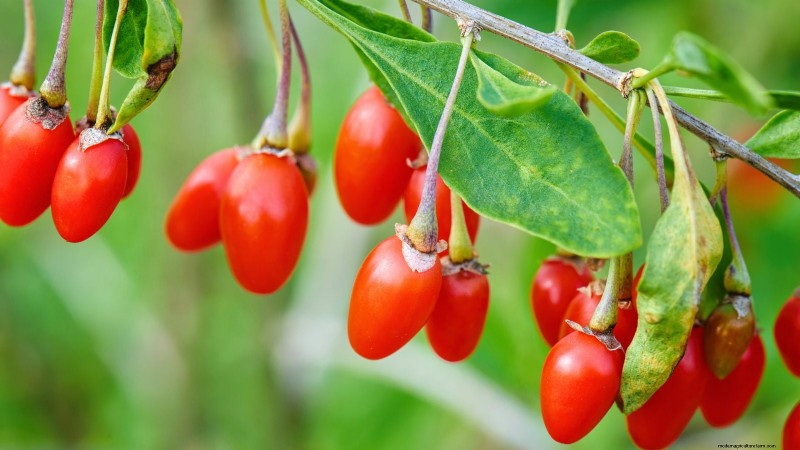 Berry Fertilization Guide: Container Care for Strawberries, Blueberries & Raspberries