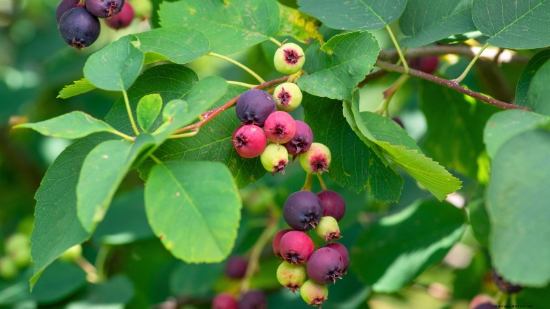 Berry Fertilization Guide: Container Care for Strawberries, Blueberries & Raspberries
