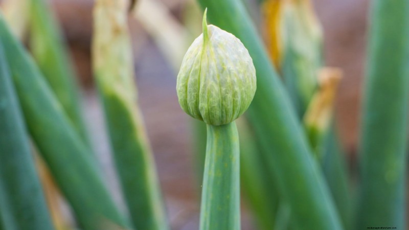 Onion Bolting: Causes, Prevention & What to Do