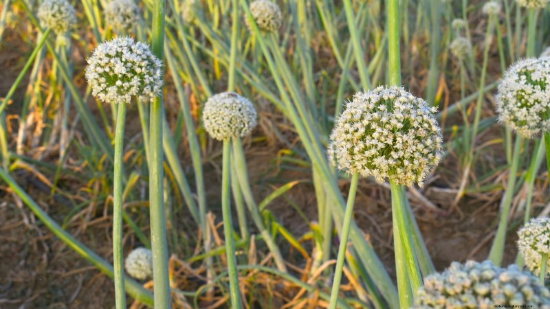 Onion Bolting: Causes, Prevention & What to Do