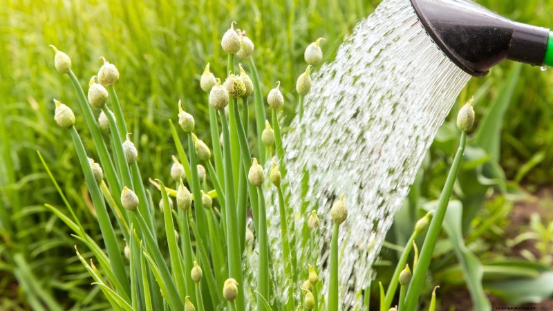 Onion Bolting: Causes, Prevention & What to Do