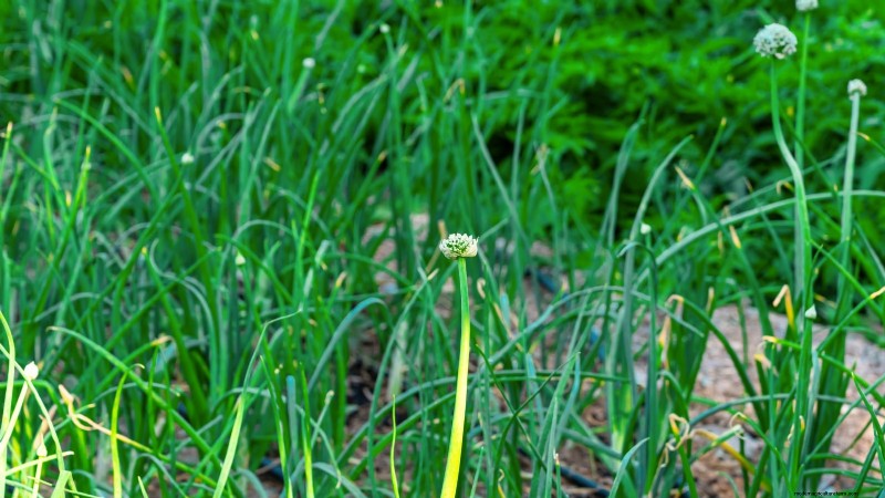 Onion Bolting: Causes, Prevention & What to Do