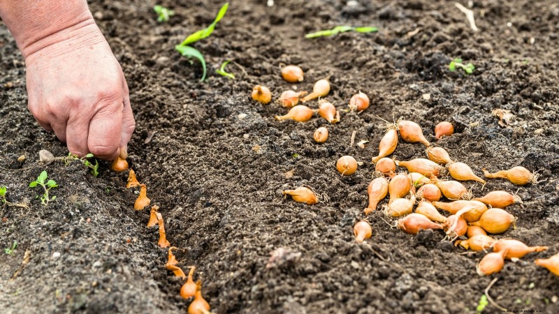 Onion Bolting: Causes, Prevention & What to Do