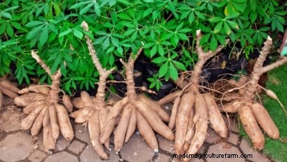 Cassava: Planting, Growing & Caring for Yuca Root
