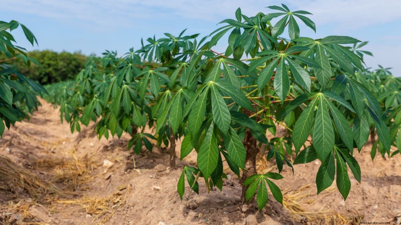 Cassava: Planting, Growing & Caring for Yuca Root