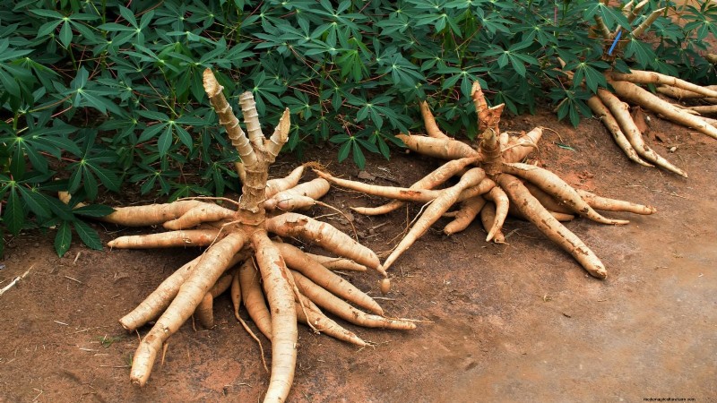 Cassava: Planting, Growing & Caring for Yuca Root