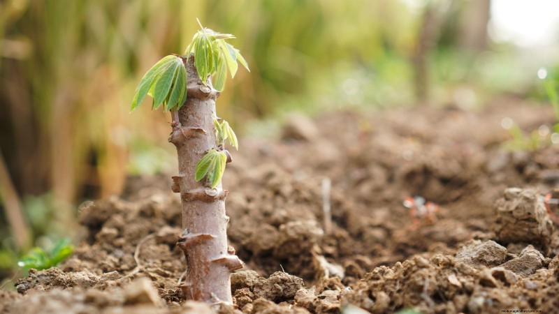 Cassava: Planting, Growing & Caring for Yuca Root