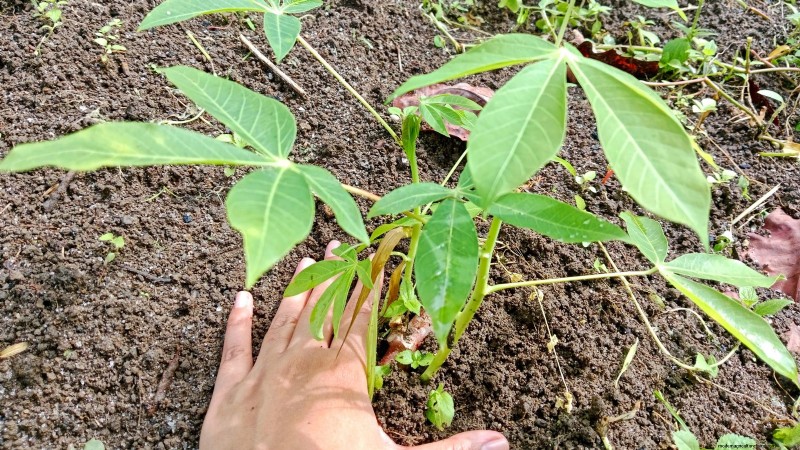 Cassava: Planting, Growing & Caring for Yuca Root