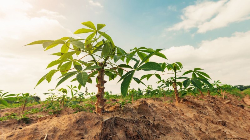 Cassava: Planting, Growing & Caring for Yuca Root