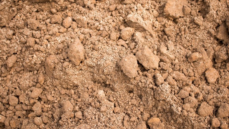 Cassava: Planting, Growing & Caring for Yuca Root