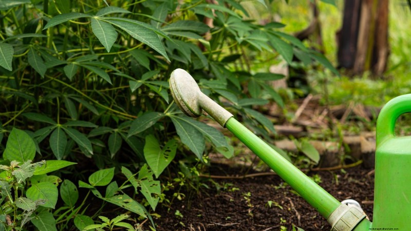 Cassava: Planting, Growing & Caring for Yuca Root