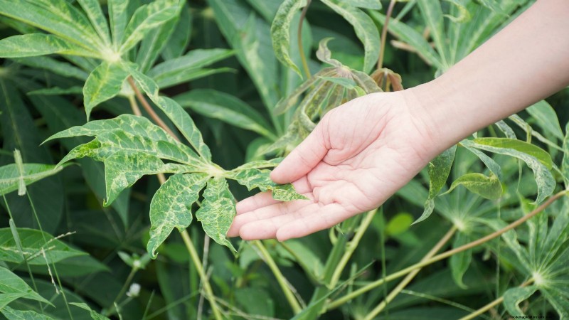 Cassava: Planting, Growing & Caring for Yuca Root