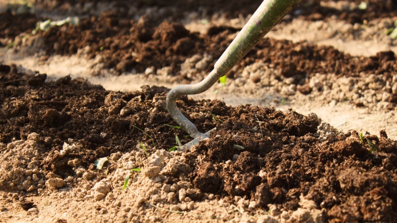Cassava: Planting, Growing & Caring for Yuca Root
