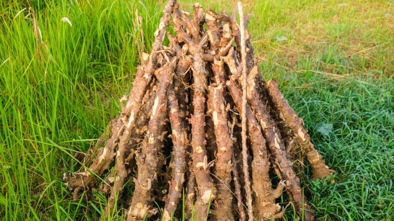 Cassava: Planting, Growing & Caring for Yuca Root