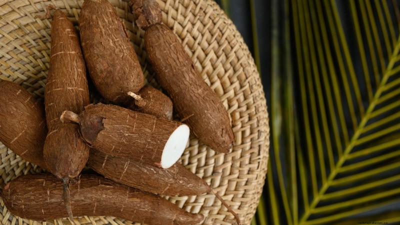 Cassava: Planting, Growing & Caring for Yuca Root