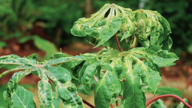 Cassava: Planting, Growing & Caring for Yuca Root