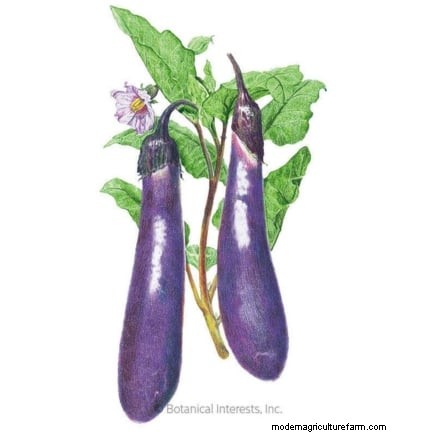 Growing Eggplants: Benefits & Support Techniques for a Bountiful Harvest