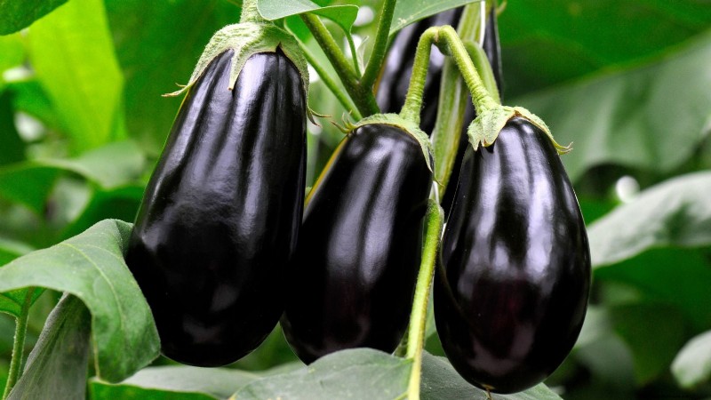 Growing Eggplants: Benefits & Support Techniques for a Bountiful Harvest