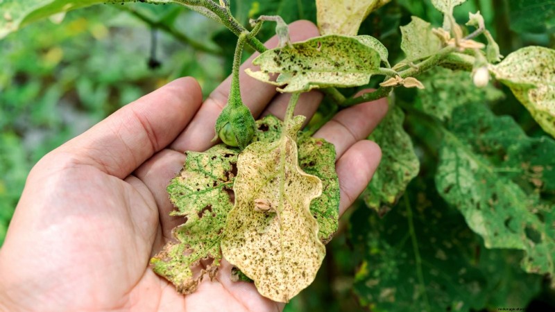 Growing Eggplants: Benefits & Support Techniques for a Bountiful Harvest