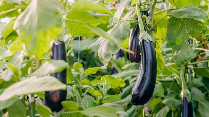 Growing Eggplants: Benefits & Support Techniques for a Bountiful Harvest
