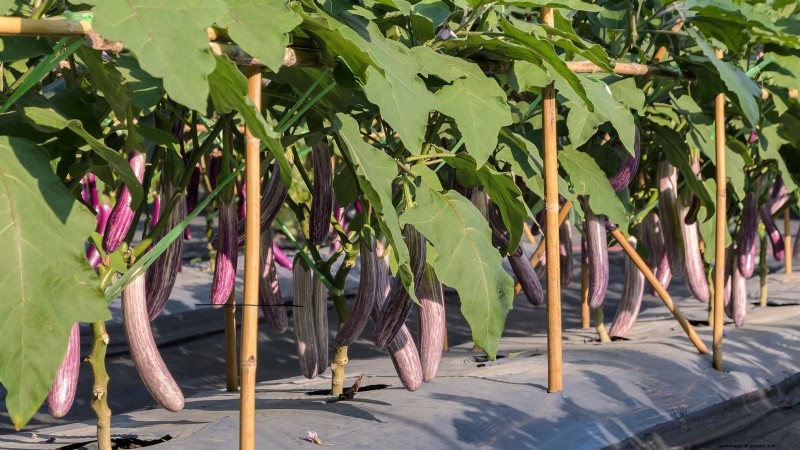 Growing Eggplants: Benefits & Support Techniques for a Bountiful Harvest