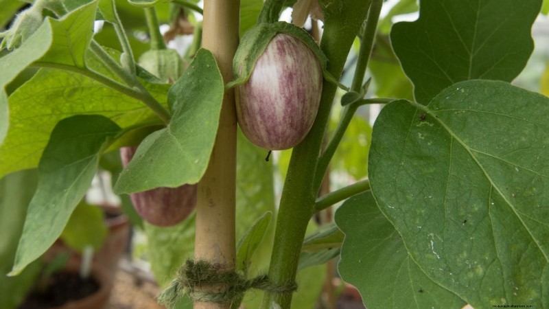 Growing Eggplants: Benefits & Support Techniques for a Bountiful Harvest