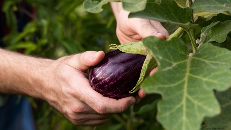 Growing Eggplants: Benefits & Support Techniques for a Bountiful Harvest