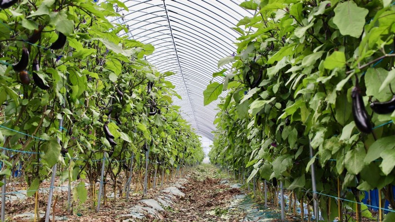 Growing Eggplants: Benefits & Support Techniques for a Bountiful Harvest
