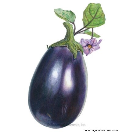 Grow Eggplants in Pots: A Complete Guide for Container Gardening