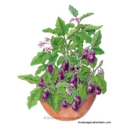 Grow Eggplants in Pots: A Complete Guide for Container Gardening