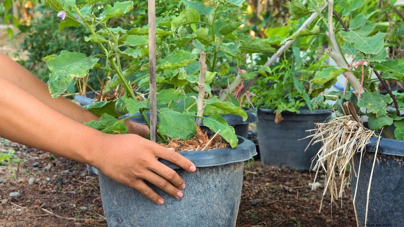Grow Eggplants in Pots: A Complete Guide for Container Gardening