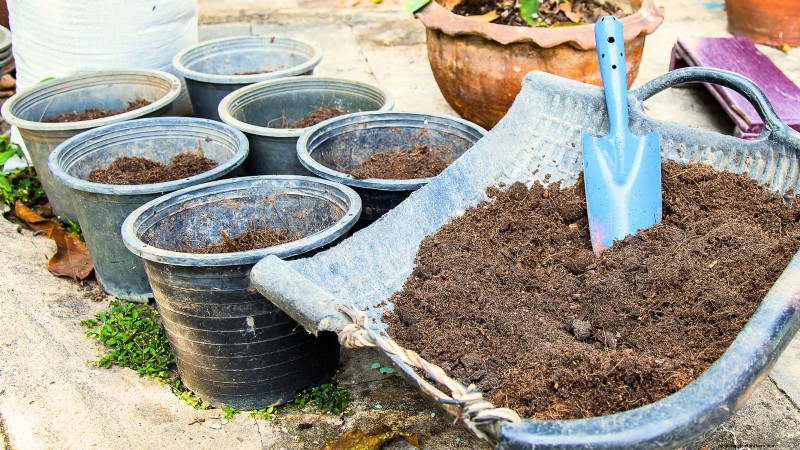Grow Eggplants in Pots: A Complete Guide for Container Gardening