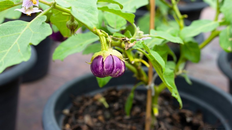 Grow Eggplants in Pots: A Complete Guide for Container Gardening