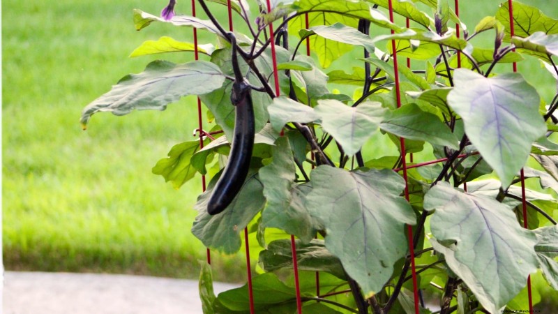 Grow Eggplants in Pots: A Complete Guide for Container Gardening