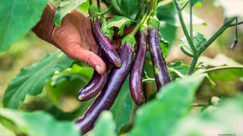 Grow Eggplants in Pots: A Complete Guide for Container Gardening