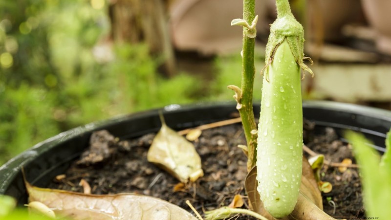 Grow Eggplants in Pots: A Complete Guide for Container Gardening