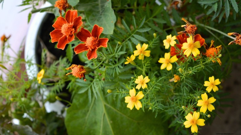 Grow Eggplants in Pots: A Complete Guide for Container Gardening