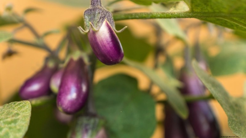 Grow Eggplants in Pots: A Complete Guide for Container Gardening