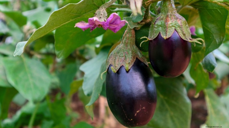 Grow Eggplants in Pots: A Complete Guide for Container Gardening