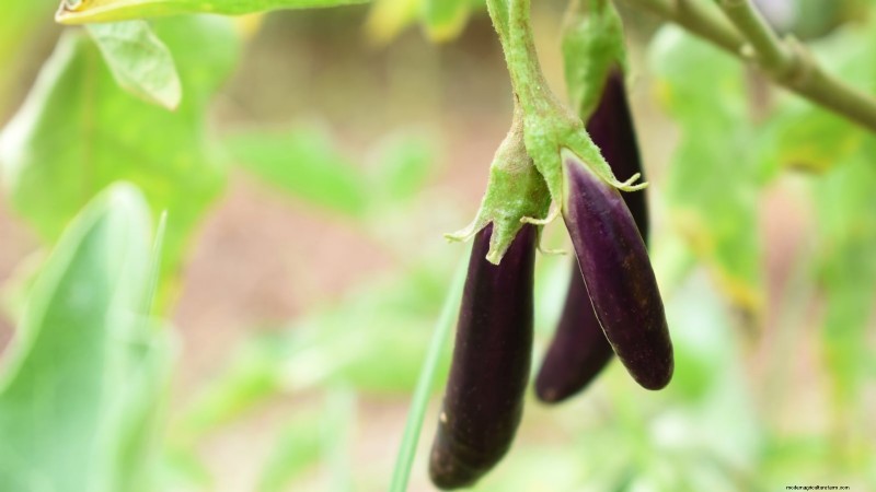 Grow Eggplants in Pots: A Complete Guide for Container Gardening