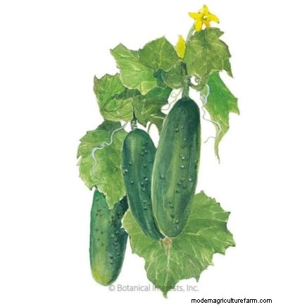Hand-Pollinating Cucumbers: A Step-by-Step Guide for Bountiful Harvests