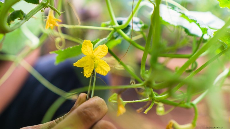 Hand-Pollinating Cucumbers: A Step-by-Step Guide for Bountiful Harvests