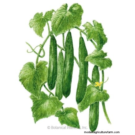 Hand-Pollinating Cucumbers: A Step-by-Step Guide for Bountiful Harvests