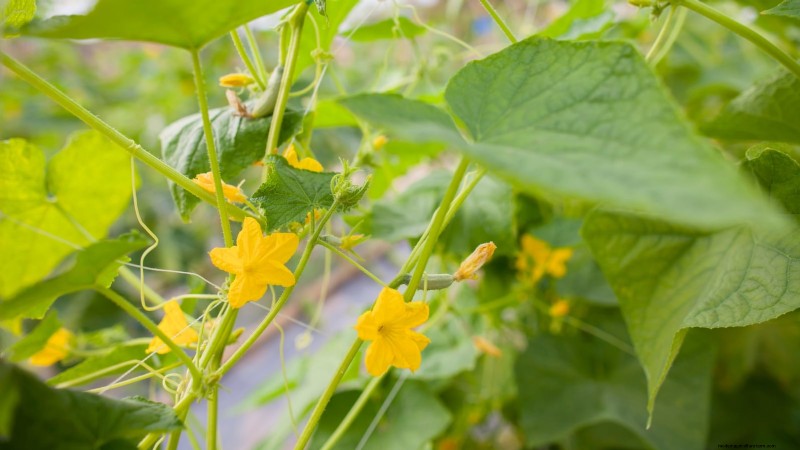 Hand-Pollinating Cucumbers: A Step-by-Step Guide for Bountiful Harvests