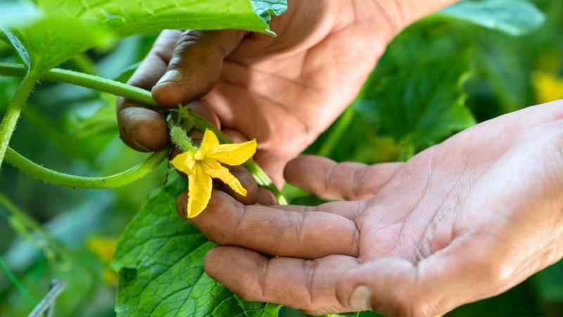 Hand-Pollinating Cucumbers: A Step-by-Step Guide for Bountiful Harvests