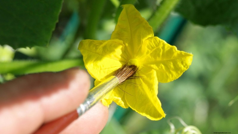 Hand-Pollinating Cucumbers: A Step-by-Step Guide for Bountiful Harvests