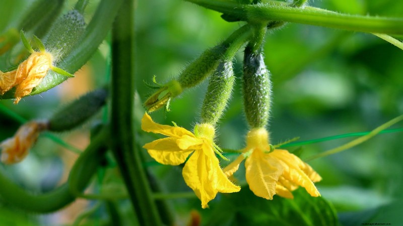 Hand-Pollinating Cucumbers: A Step-by-Step Guide for Bountiful Harvests