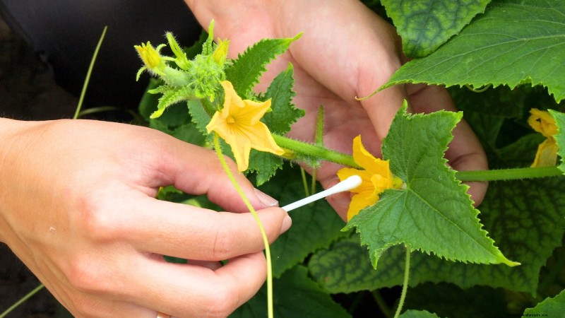 Hand-Pollinating Cucumbers: A Step-by-Step Guide for Bountiful Harvests