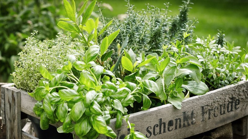 Organic Herb Gardening: A Beginner s Guide to Growing Flavorful Herbs