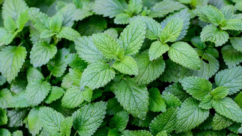 Organic Herb Gardening: A Beginner s Guide to Growing Flavorful Herbs